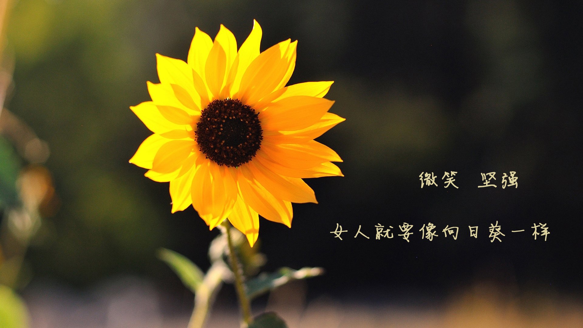 埃瓦尔主场地小胜奥萨苏纳，实现主场保障，埃瓦尔客场球衣