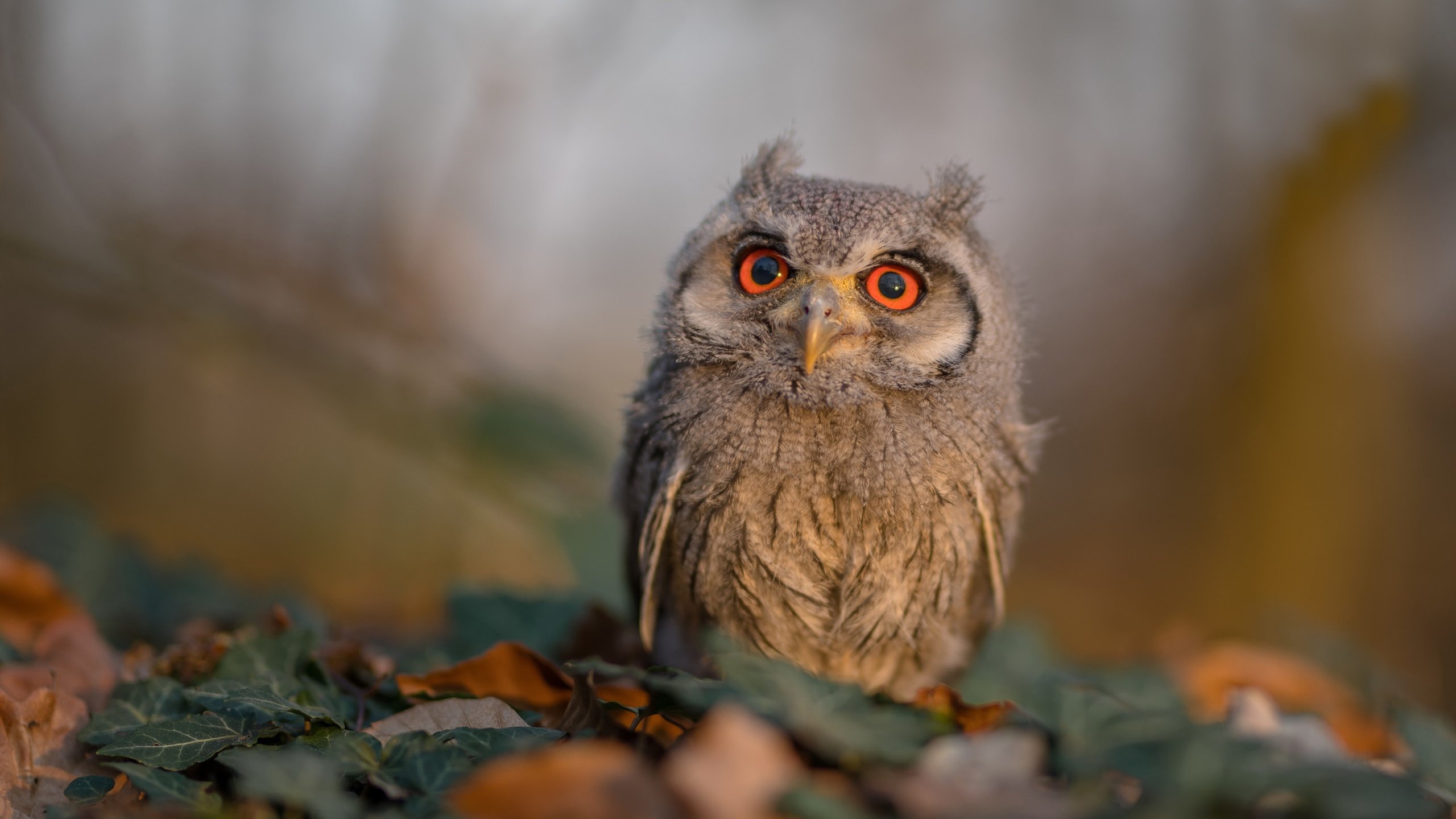 高校冬季运动会气氛热烈 参与人数创新高，学校冬季运动会项目有哪些