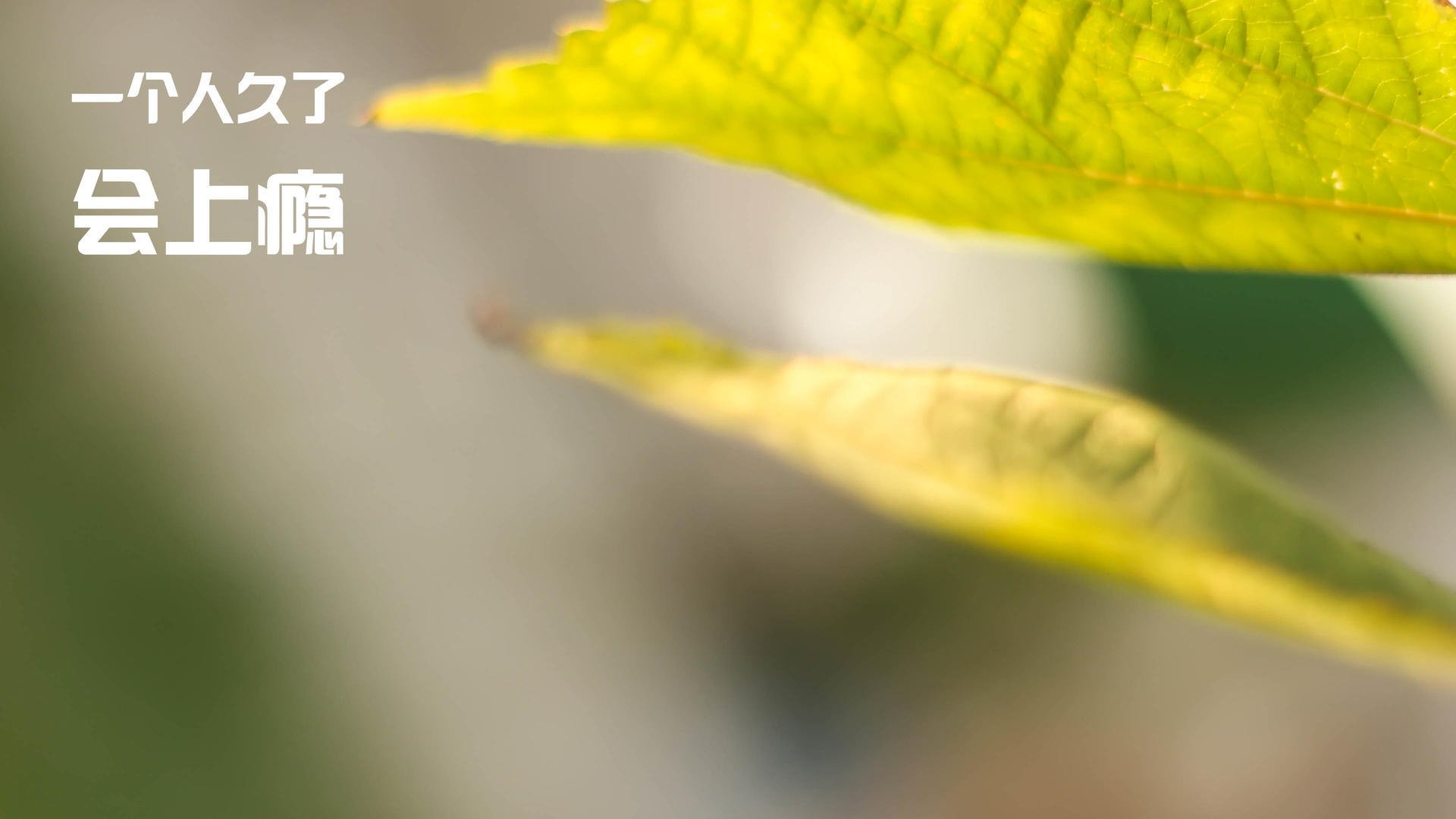 Kaiyun官方登录入口-“华金·托比利亚的战术适应能力与敏锐嗅觉，助力阿根廷美洲狮队崭露头角”