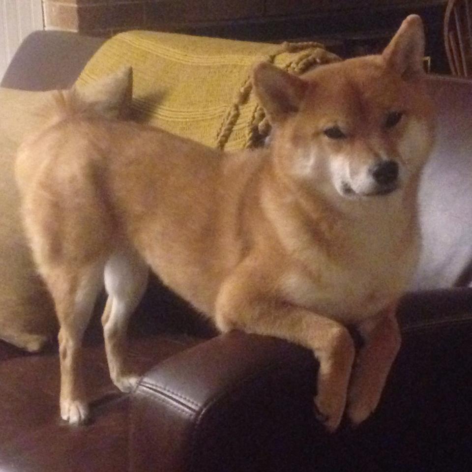 欧洲杯VAR争议再掀讨论，2020欧洲杯var