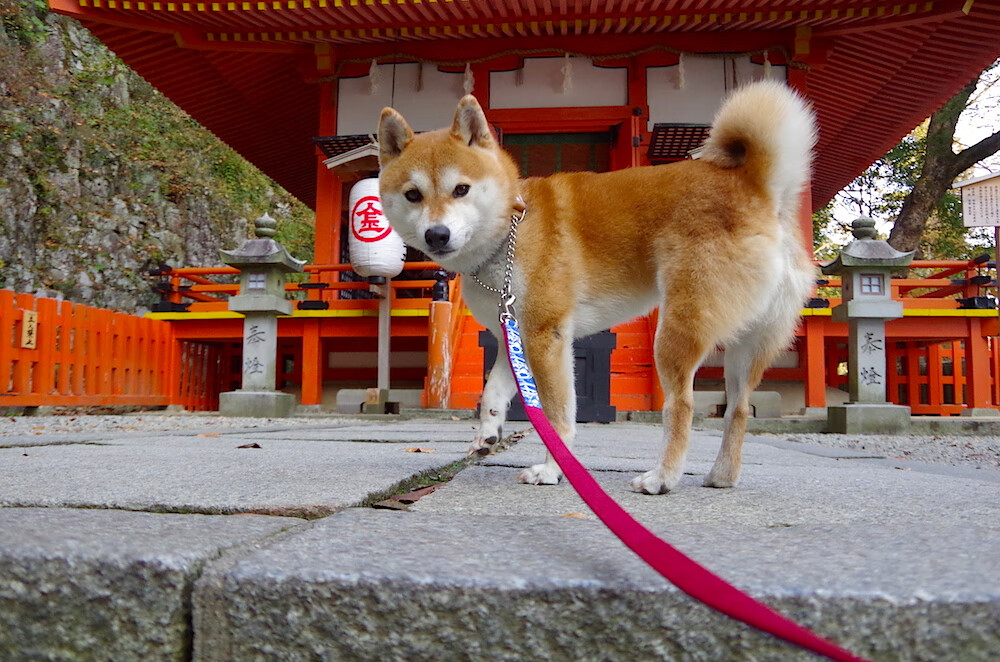 kaiyun.com-水球队体能训练加强，节奏控制更好，水球队几个人