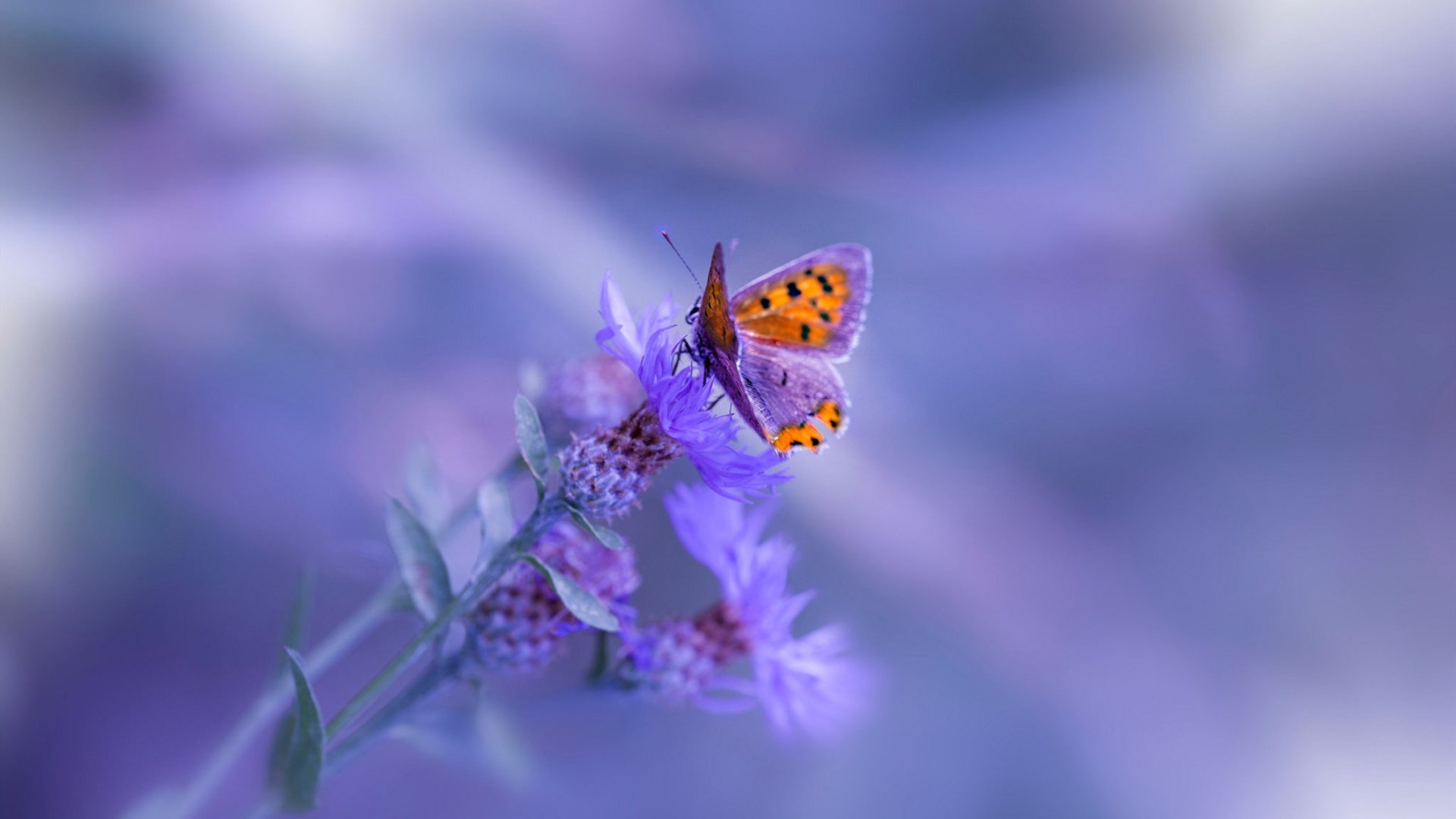 水球队体能训练加强,节奏控制更好,水球队几个人