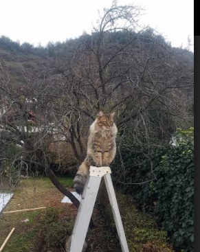 开云官方网页登录-陈艺文全能表现力压群芳，陈艺文百度百科