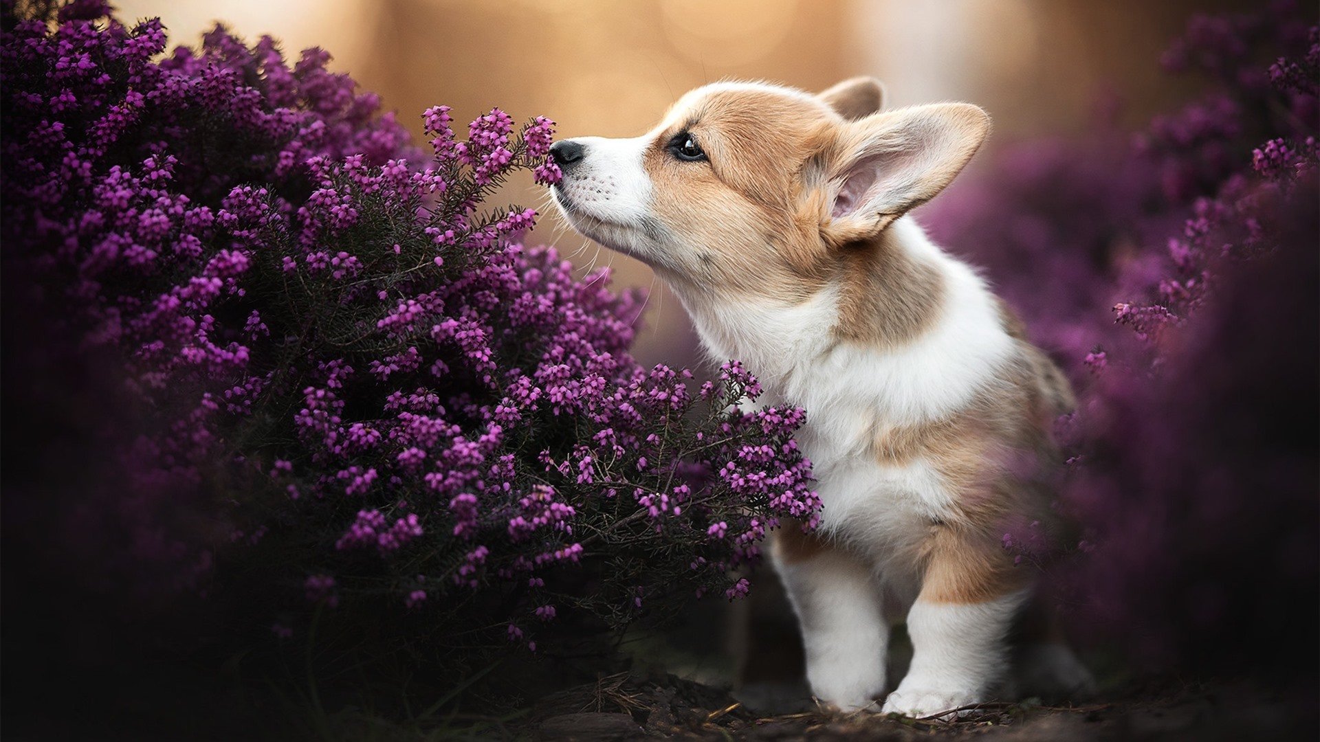 高校篮球推动战术录像分析强化技术研究，高校篮球教学